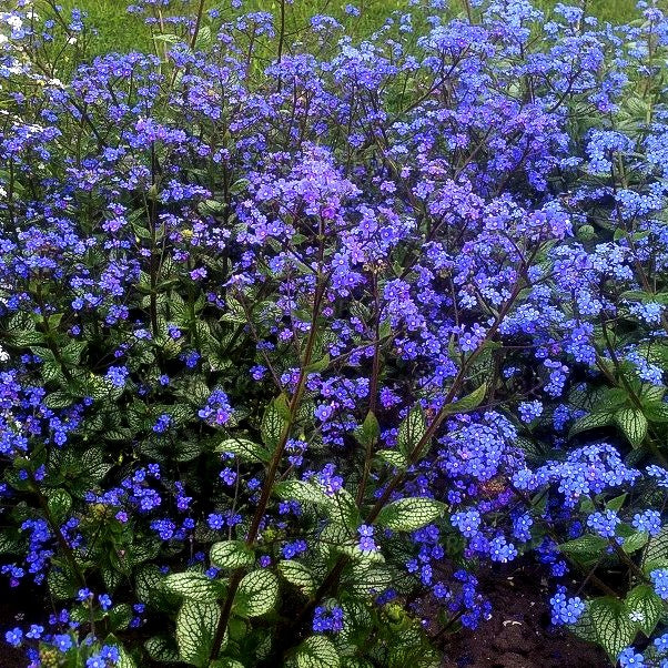 Silberlaubiges Kaukasusvergissmeinnicht 'Sea Heart' (Brunnera macrophylla)
