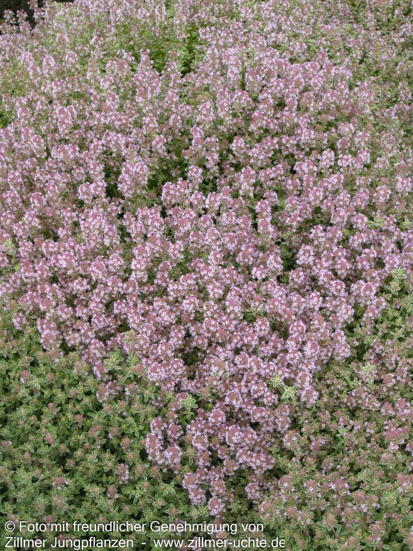 Silberrand-Thymian 'Silver Posie' (Thymus vulgaris)