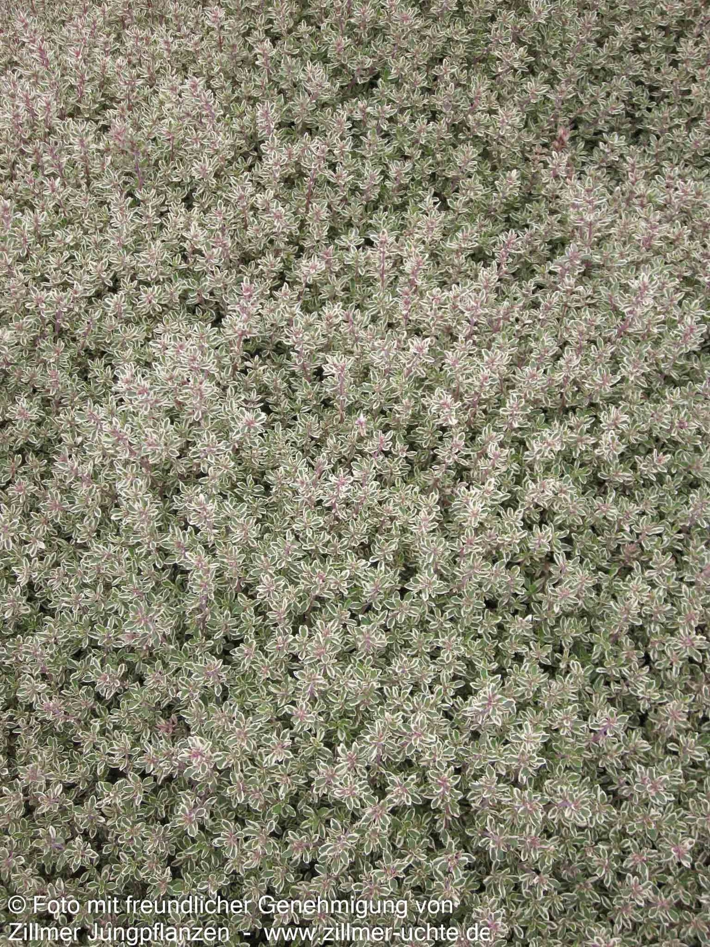 Silberrand-Thymian 'Silver Posie' (Thymus vulgaris)