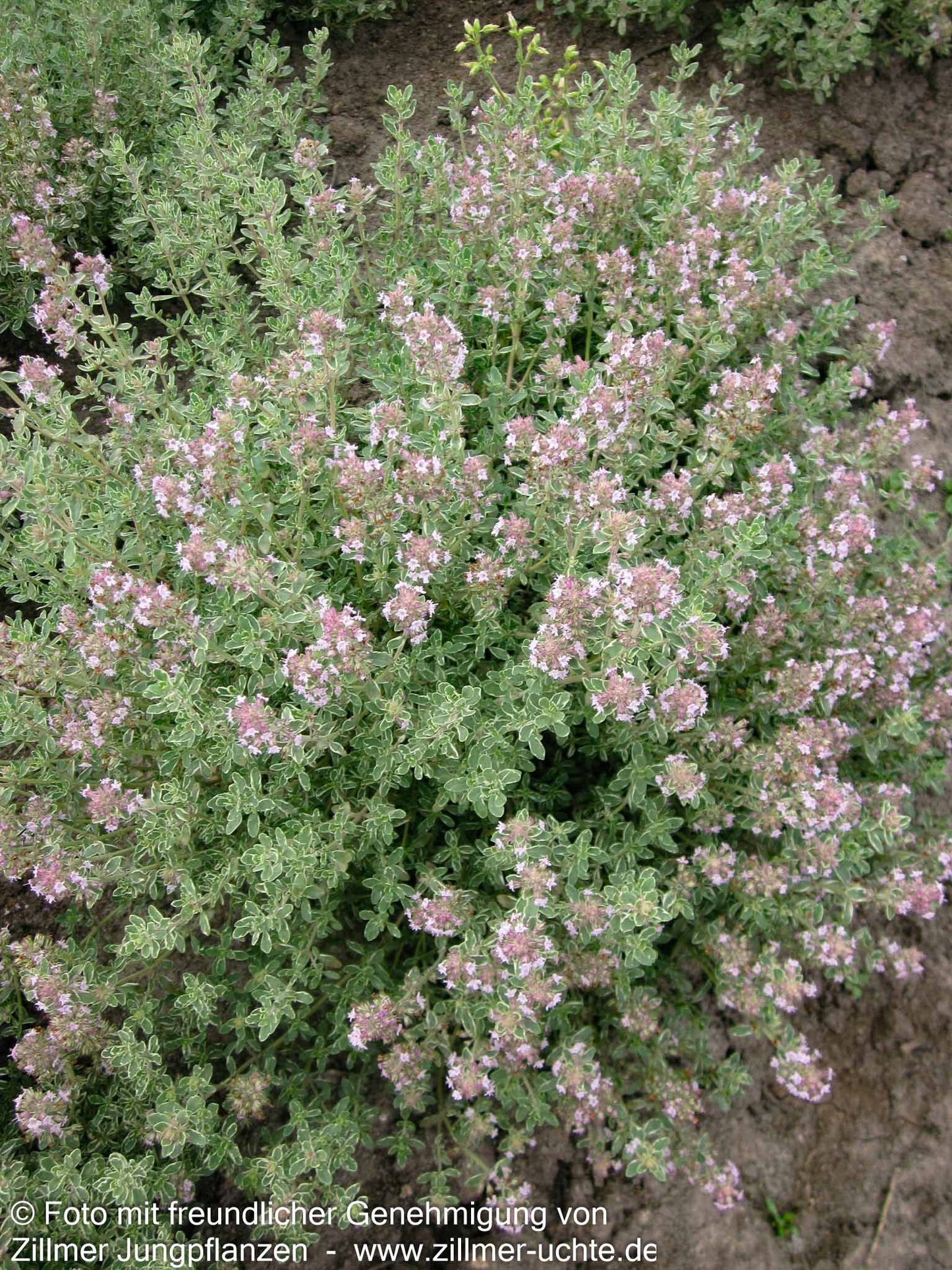Silberrand-Thymian 'Silver Posie' (Thymus vulgaris)