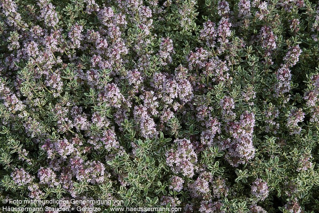 Silberrand-Thymian 'Silver Posie' (Thymus vulgaris)
