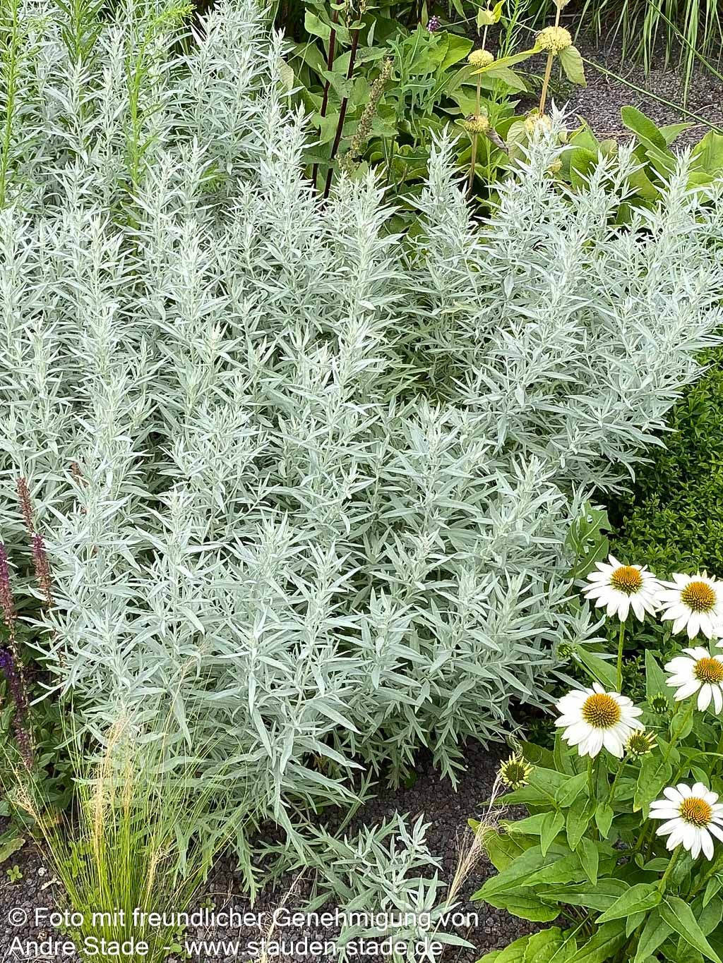 Silberraute 'Silver Queen' (Artemisia ludoviciana)