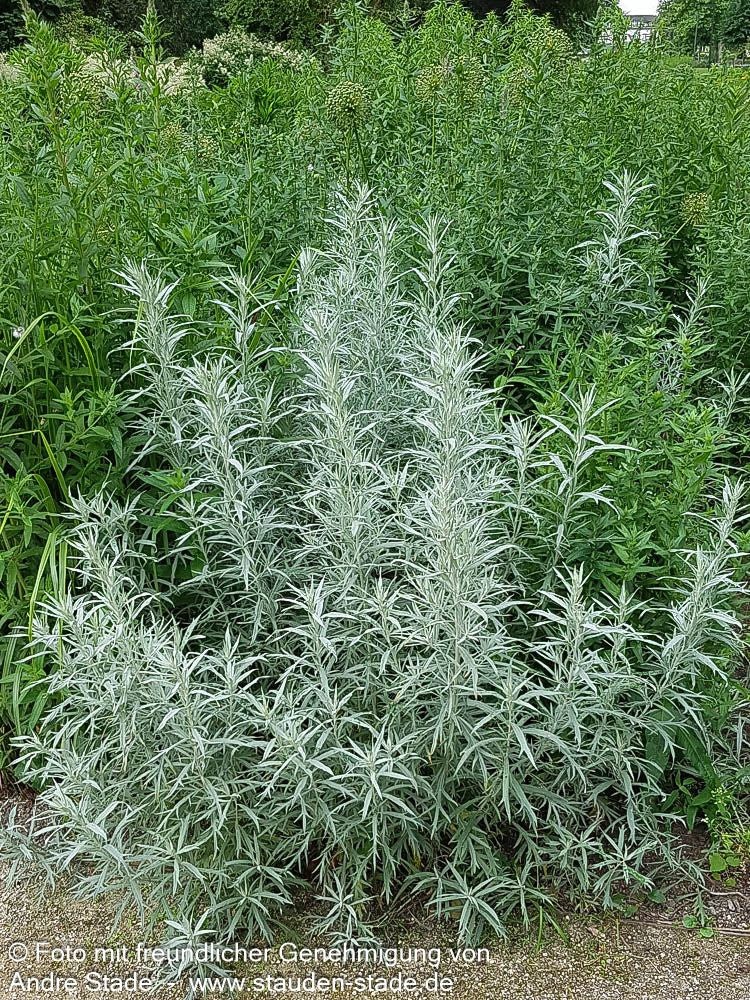 Silberraute 'Silver Queen' (Artemisia ludoviciana)