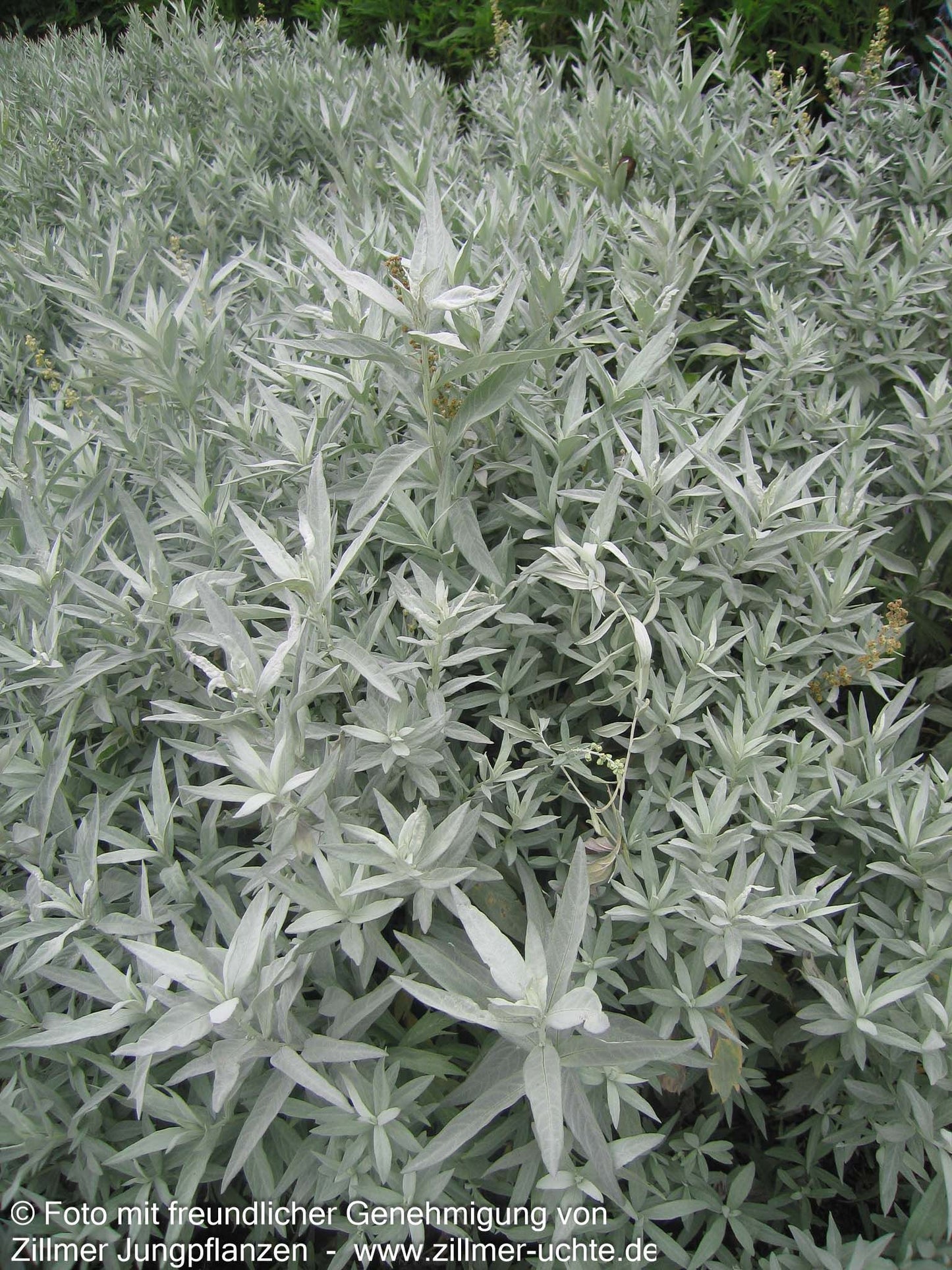 Silberraute 'Valerie Finnis' (Artemisia ludoviciana)