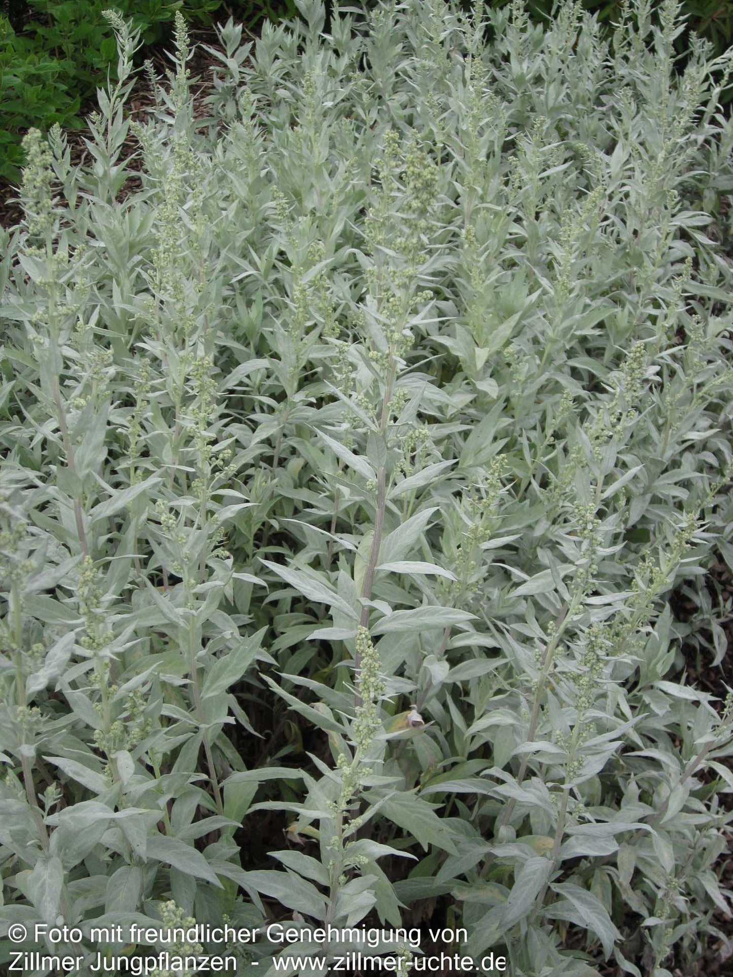 Silberraute 'Valerie Finnis' (Artemisia ludoviciana)