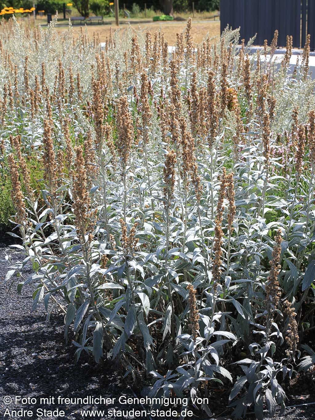 Silberraute 'Valerie Finnis' (Artemisia ludoviciana)