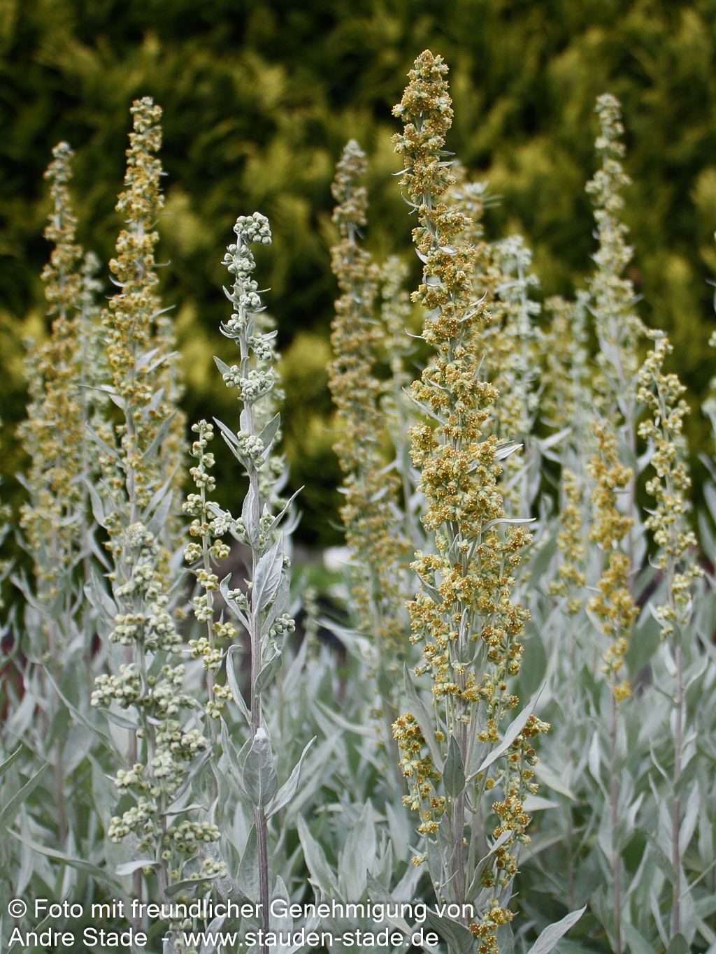 Silberraute 'Valerie Finnis' (Artemisia ludoviciana)