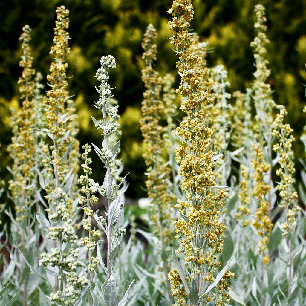 Silberraute 'Valerie Finnis' (Artemisia ludoviciana)