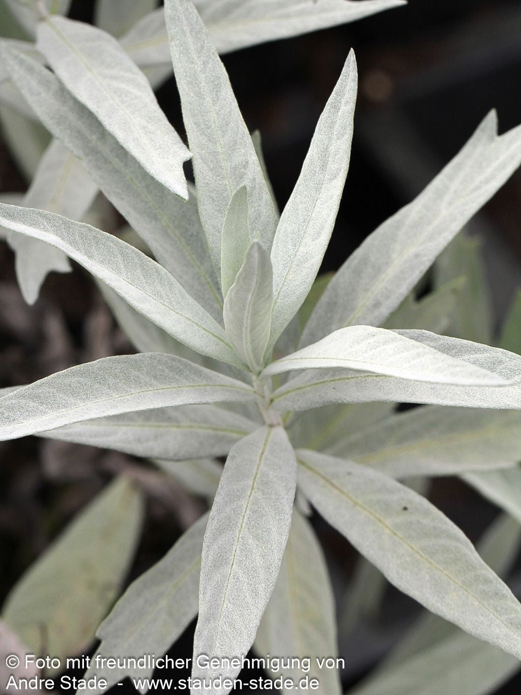 Silberraute 'Valerie Finnis' (Artemisia ludoviciana)