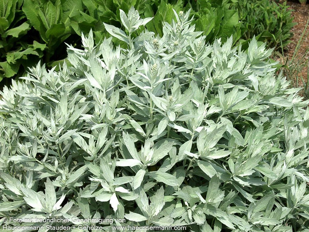 Silberraute 'Valerie Finnis' (Artemisia ludoviciana)