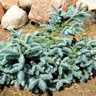 Silbertanne 'Obrighoven' (Abies procera)