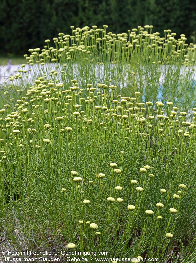 Silbrigblättriges Heiligenkraut (Santolina chamaecyparissus)