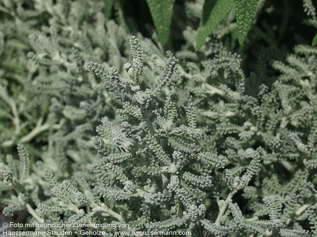 Silbrigblättriges Heiligenkraut (Santolina chamaecyparissus)