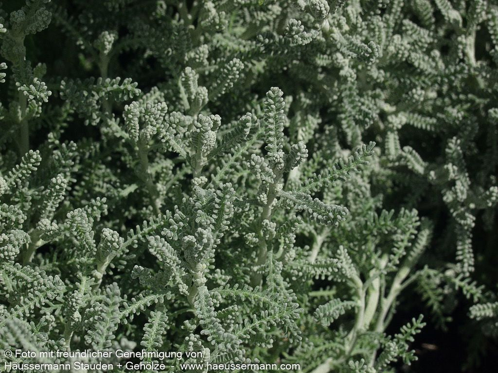 Silbrigblättriges Heiligenkraut (Santolina chamaecyparissus)