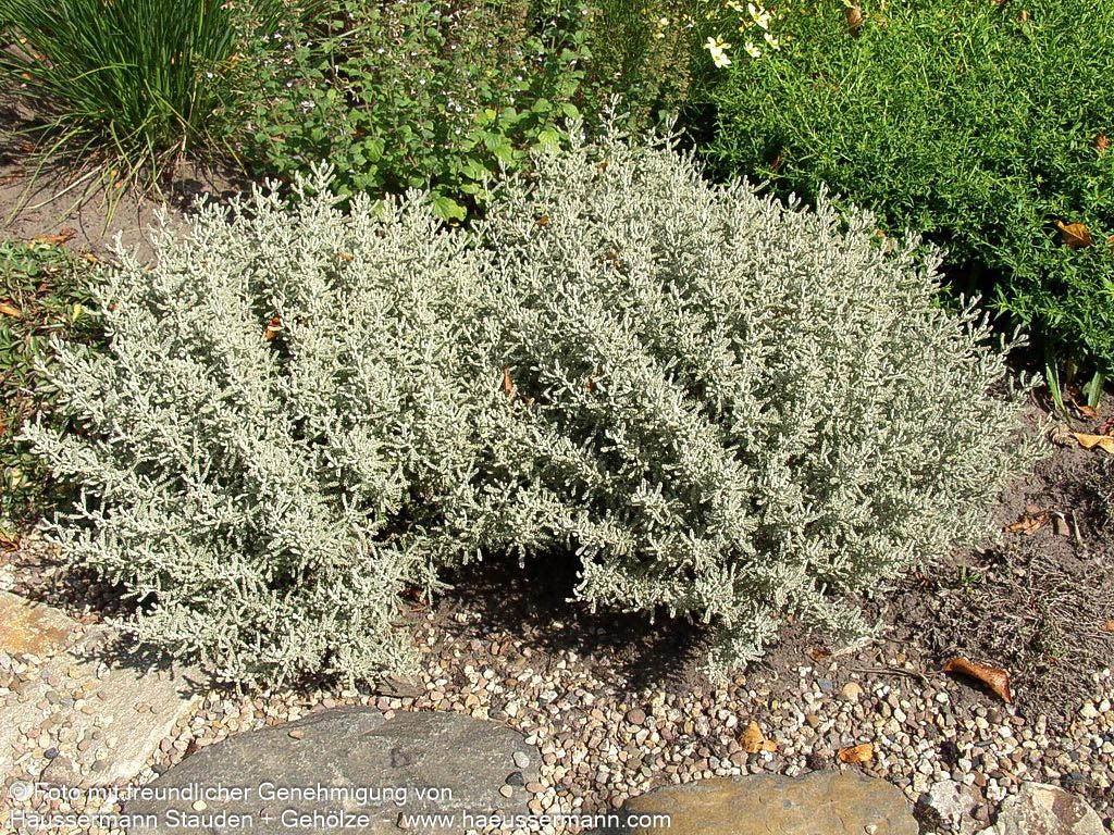 Silbrigblättriges Heiligenkraut (Santolina chamaecyparissus)