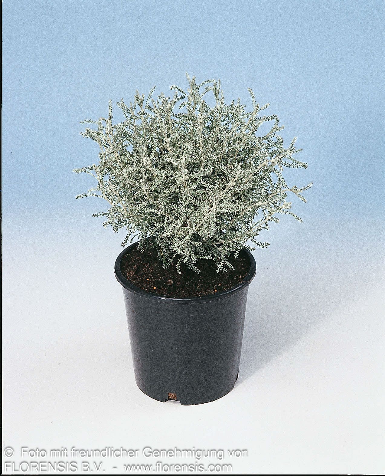 Silbrigblättriges Heiligenkraut (Santolina chamaecyparissus)
