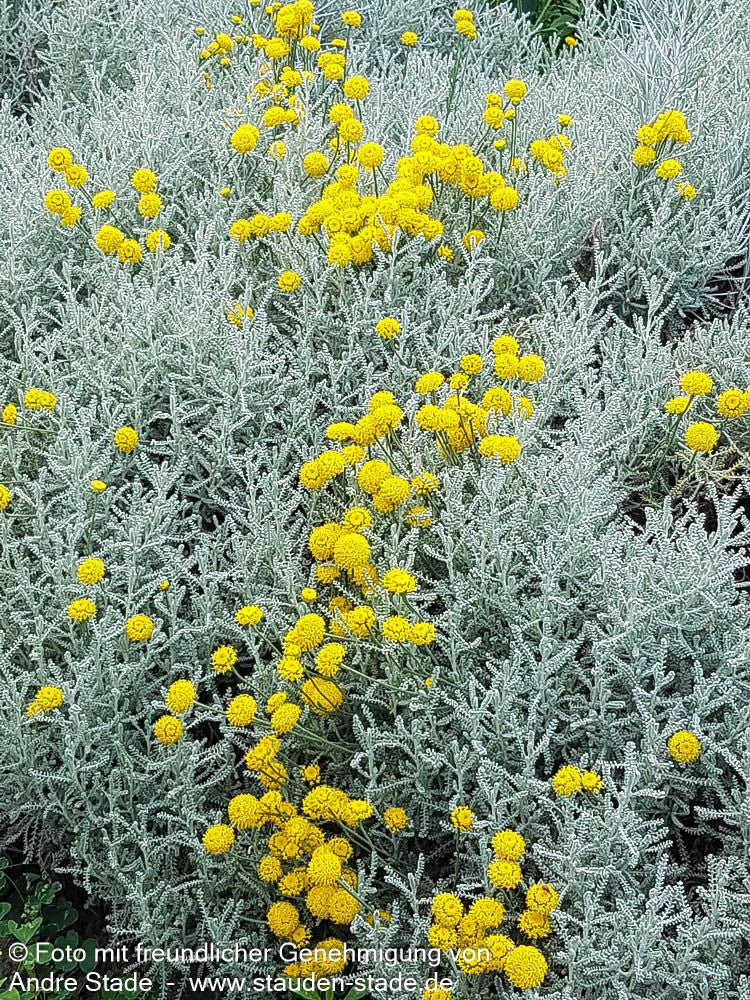 Silbrigblättriges Heiligenkraut (Santolina chamaecyparissus)