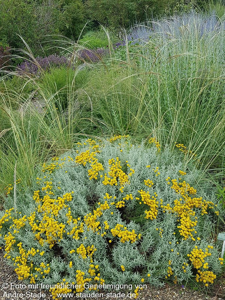 Silbrigblättriges Heiligenkraut (Santolina chamaecyparissus)