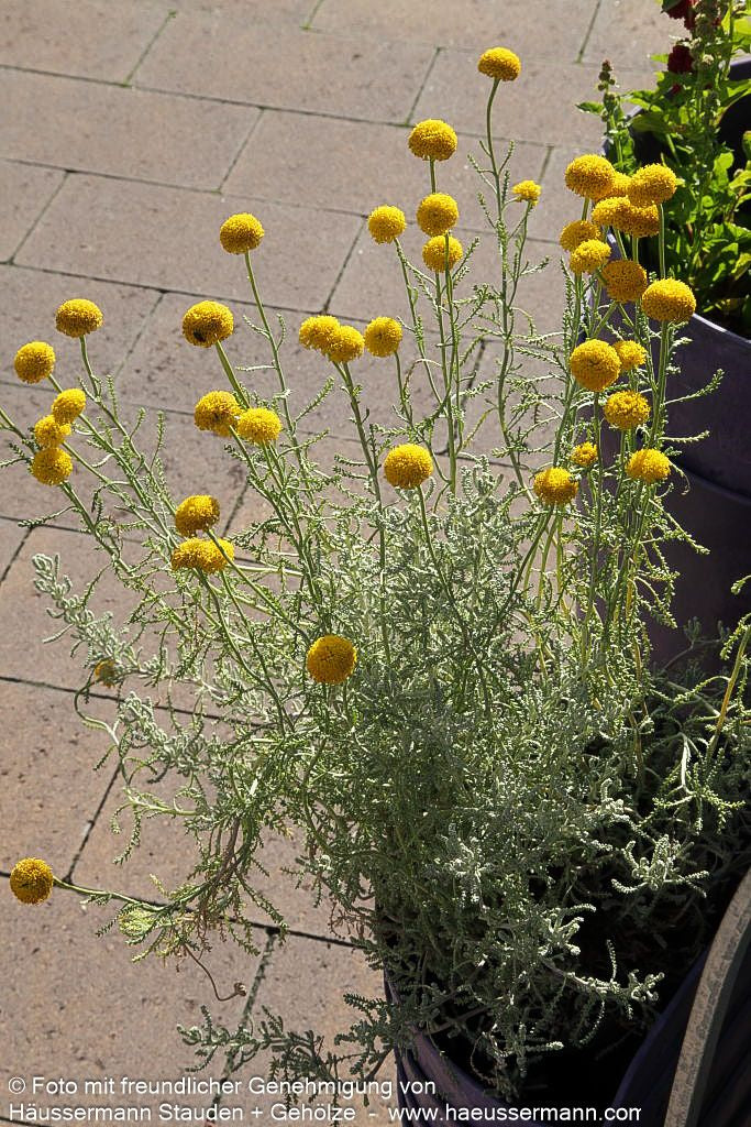 Silbrigblättriges Heiligenkraut (Santolina chamaecyparissus)