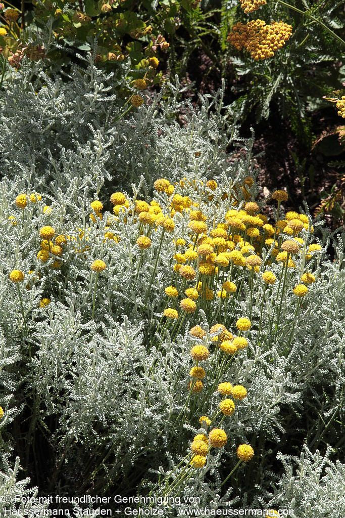 Silbrigblättriges Heiligenkraut (Santolina chamaecyparissus)