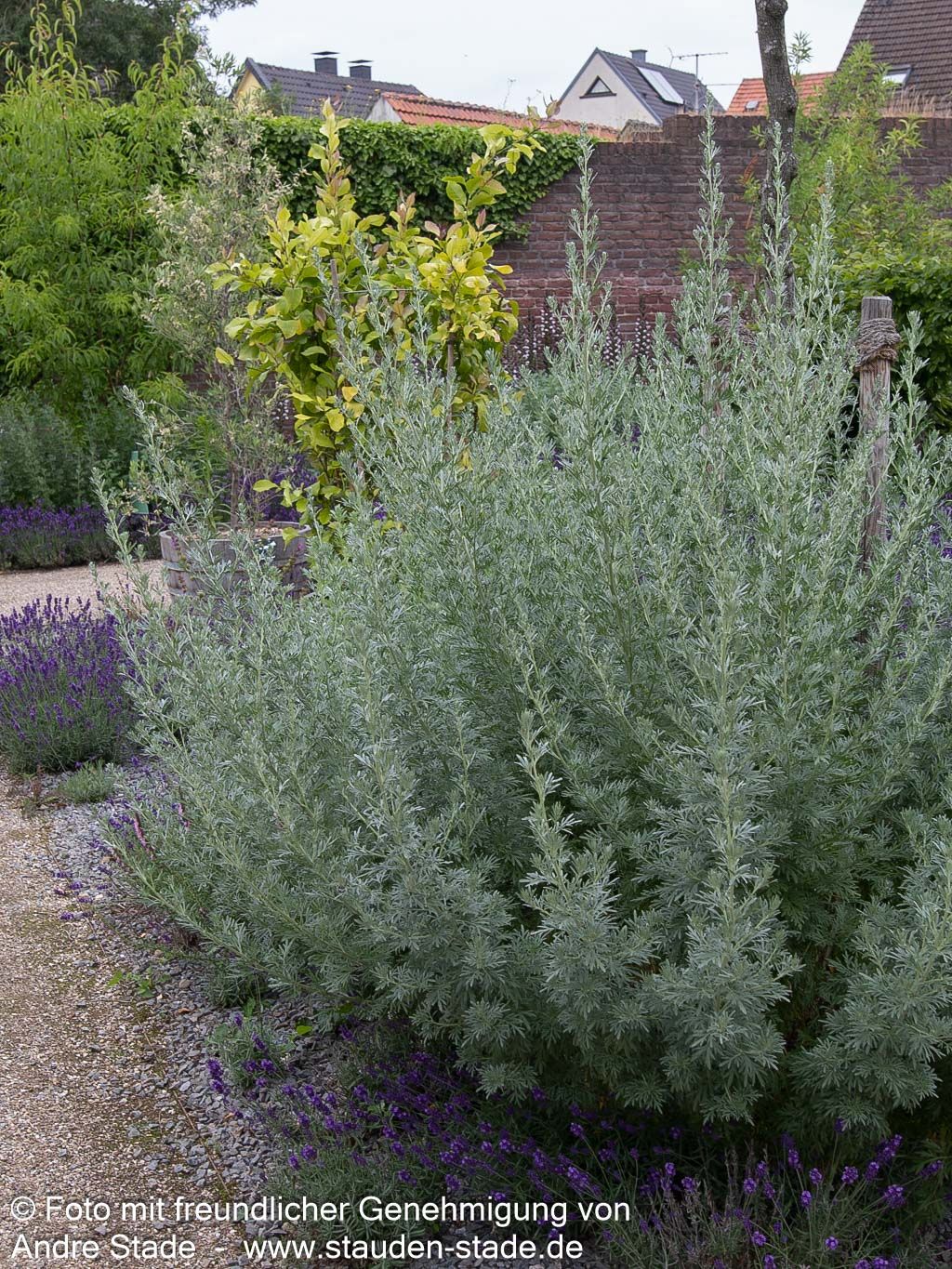 Silbriger Strauch-Wermut 'Powis Castle' (Artemisia arborescens)