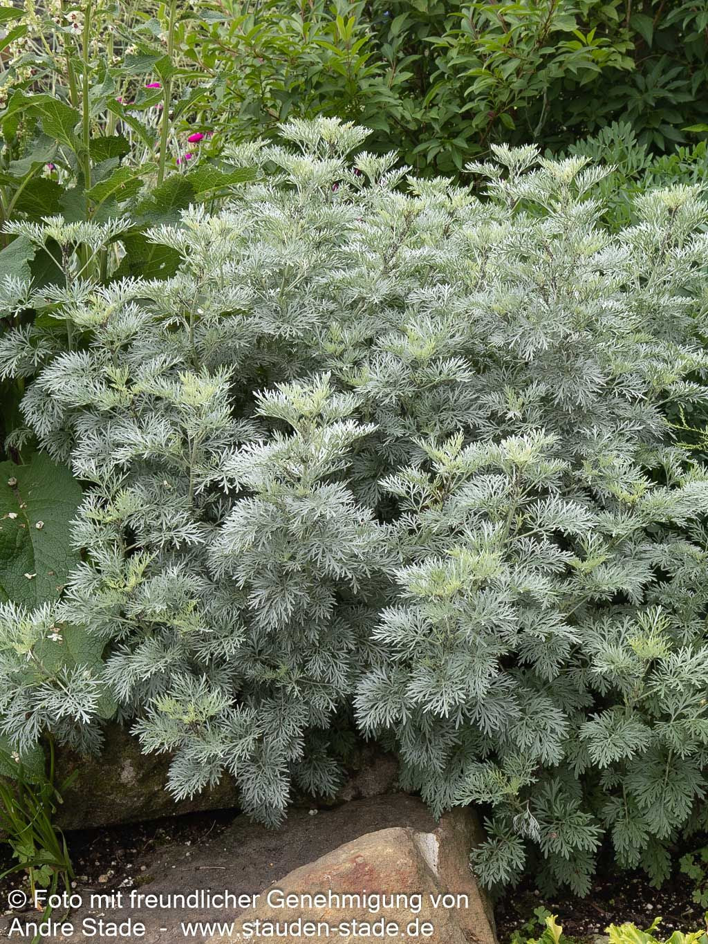 Silbriger Strauch-Wermut 'Powis Castle' (Artemisia arborescens)