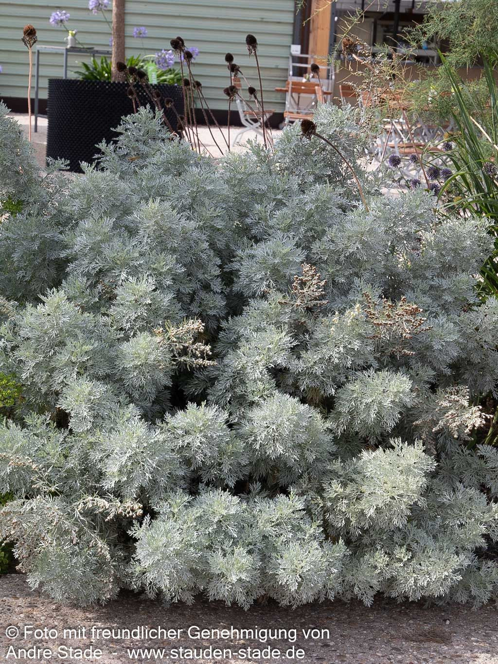 Silbriger Strauch-Wermut 'Powis Castle' (Artemisia arborescens)