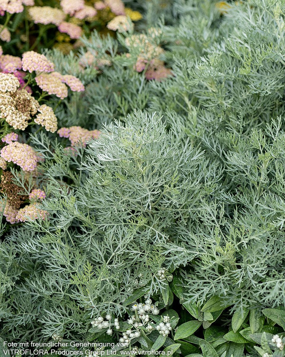 Silbriger Strauch-Wermut 'Powis Castle' (Artemisia arborescens)