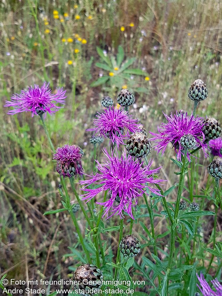 Skabiosen-Flockenblume (Centaurea scabiosa)