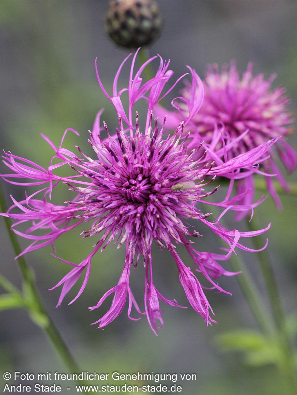 Skabiosen-Flockenblume (Centaurea scabiosa)