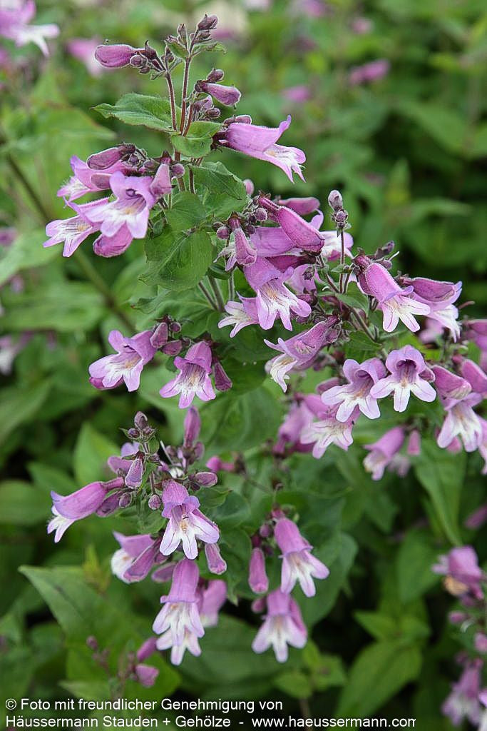 Smalls Bartfaden (Penstemon smallii)