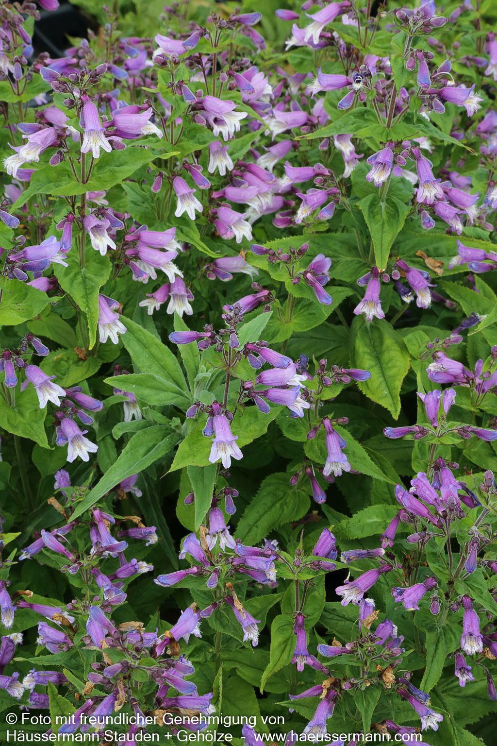 Smalls Bartfaden (Penstemon smallii)