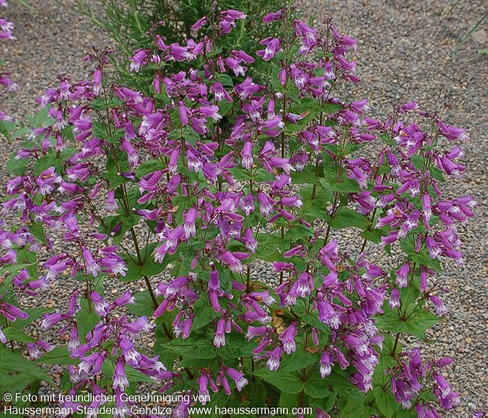 Smalls Bartfaden (Penstemon smallii)
