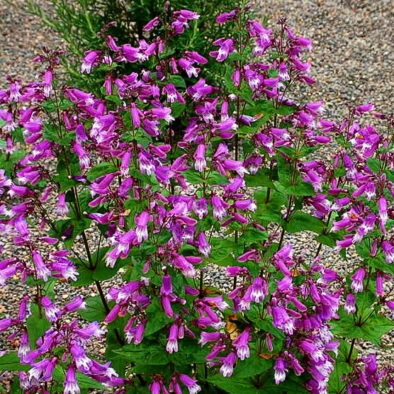Smalls Bartfaden (Penstemon smallii)