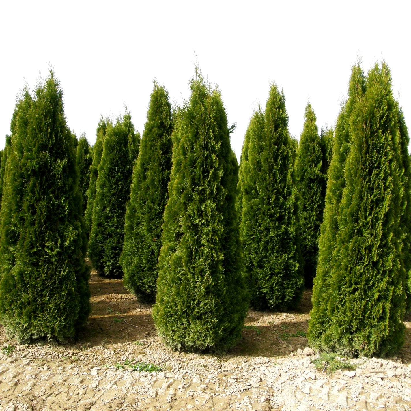 Smaragd-Lebensbaum 'Smaragd' (Thuja occidentalis)