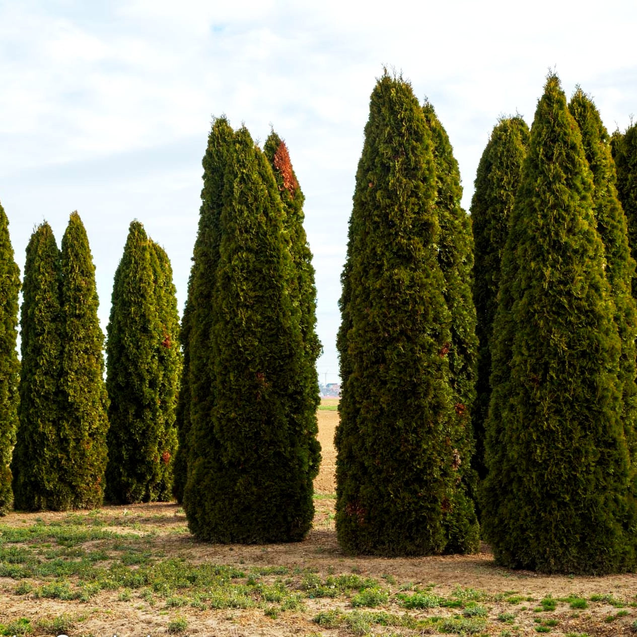 Smaragd-Lebensbaum 'Smaragd' (Thuja occidentalis)
