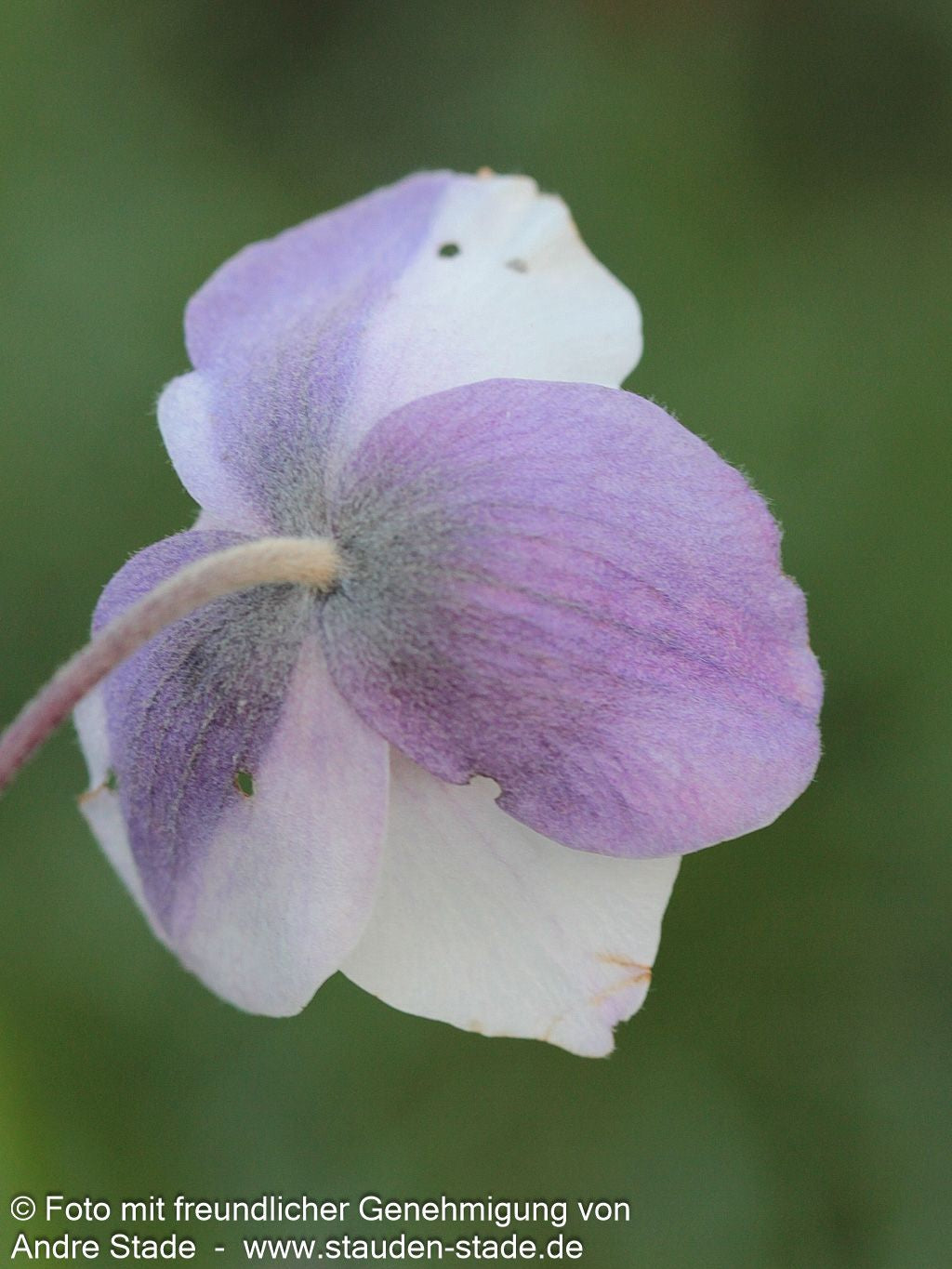 Spätsommer-Anemone 'Wild Swan' (Anemone x hybrida)