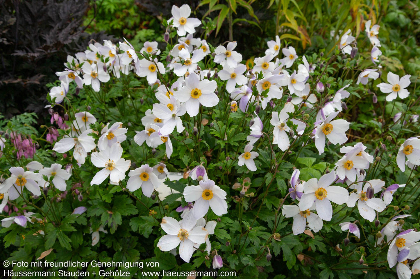 Spätsommer-Anemone 'Wild Swan' (Anemone x hybrida)