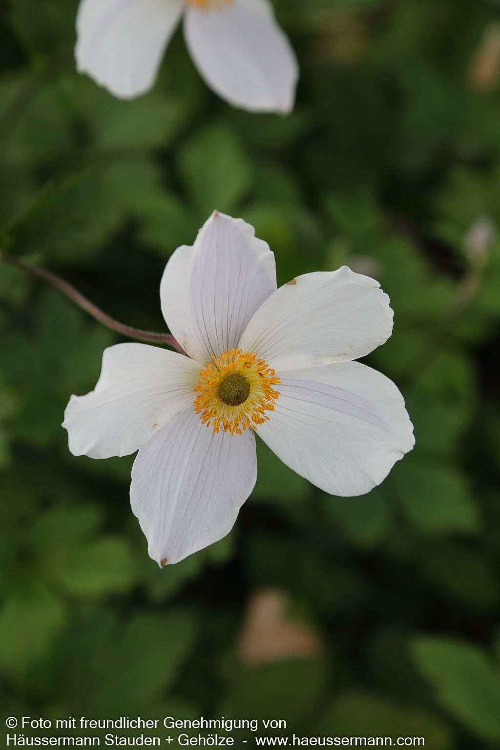 Spätsommer-Anemone 'Wild Swan' (Anemone x hybrida)