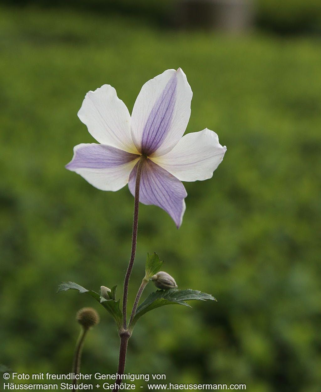 Spätsommer-Anemone 'Wild Swan' (Anemone x hybrida)