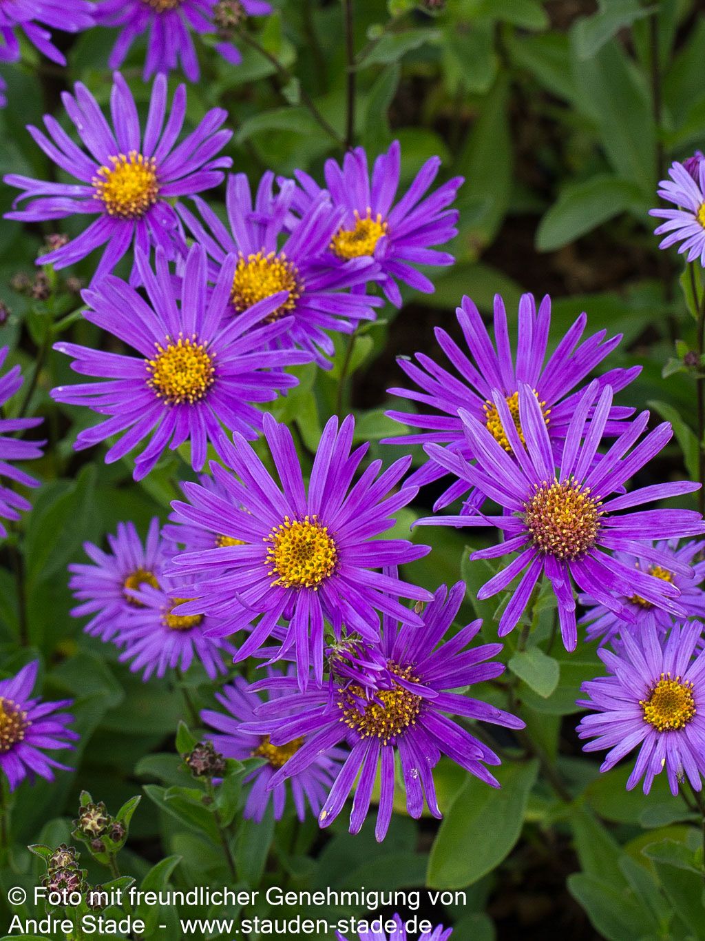 Sommer-Aster 'Glücksfund' (Aster amellus)