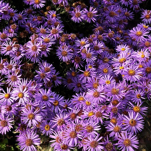 Sommer-Aster 'Glücksfund' (Aster amellus)