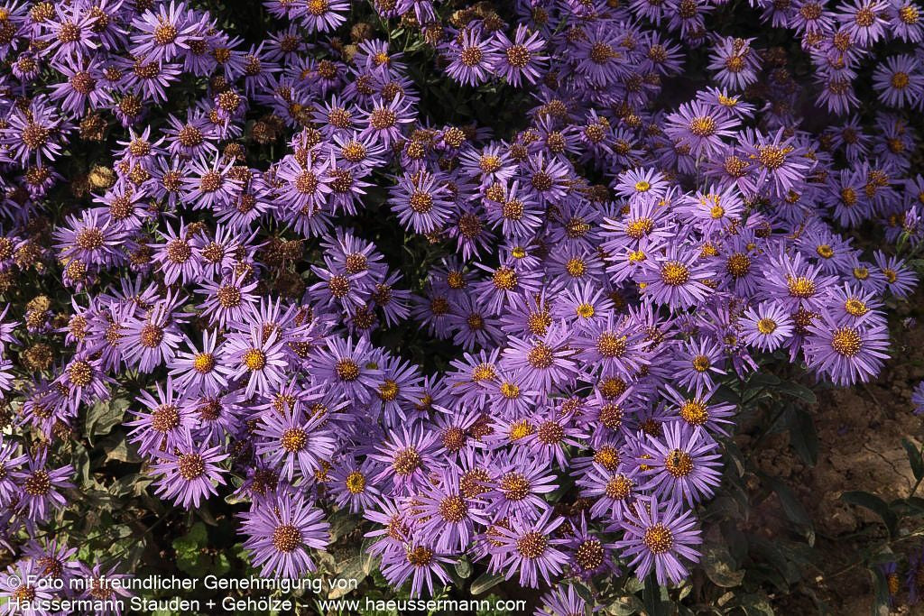 Sommer-Aster 'Glücksfund' (Aster amellus)
