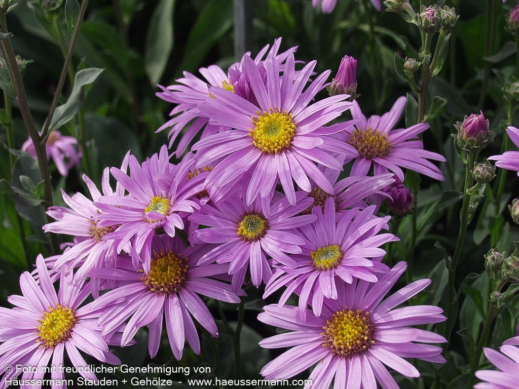 Sommer-Aster 'Rosa Erfüllung' (Aster amellus)