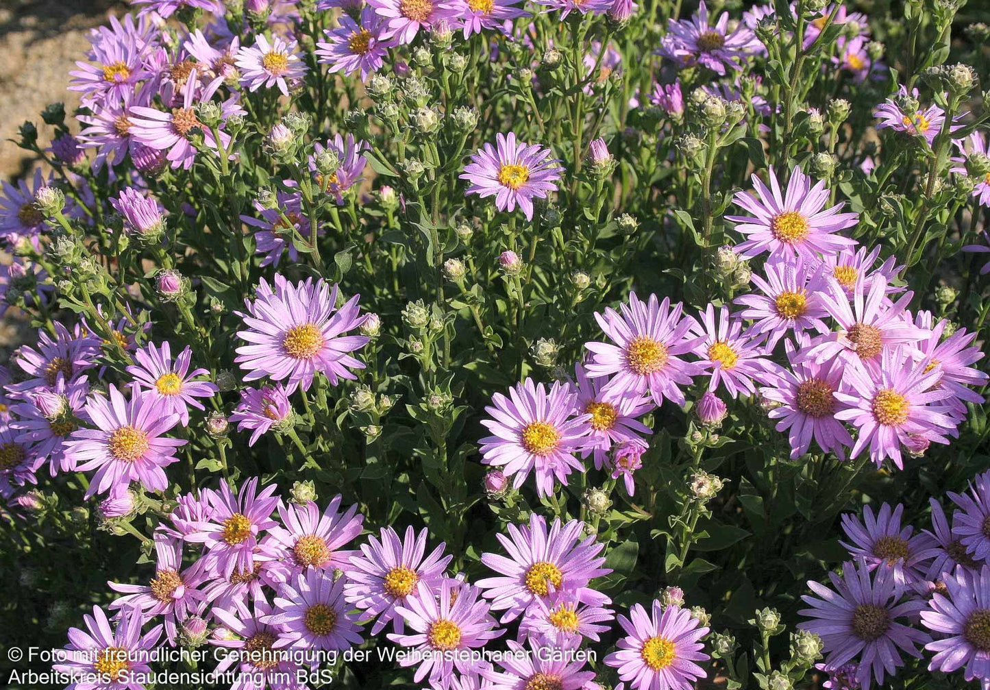Sommer-Aster 'Rosa Erfüllung' (Aster amellus)