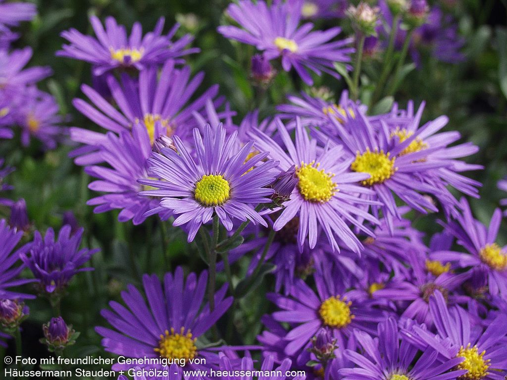 Sommer-Aster 'Veilchenkönigin' (Aster amellus)