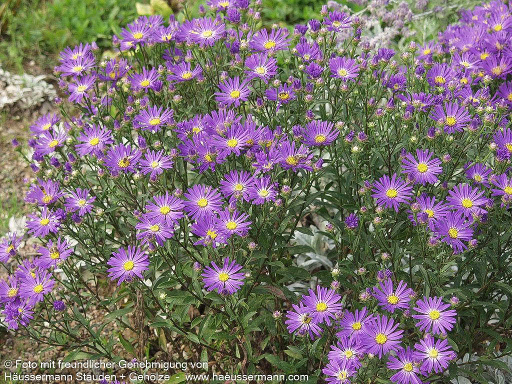 Sommer-Aster 'Veilchenkönigin' (Aster amellus)