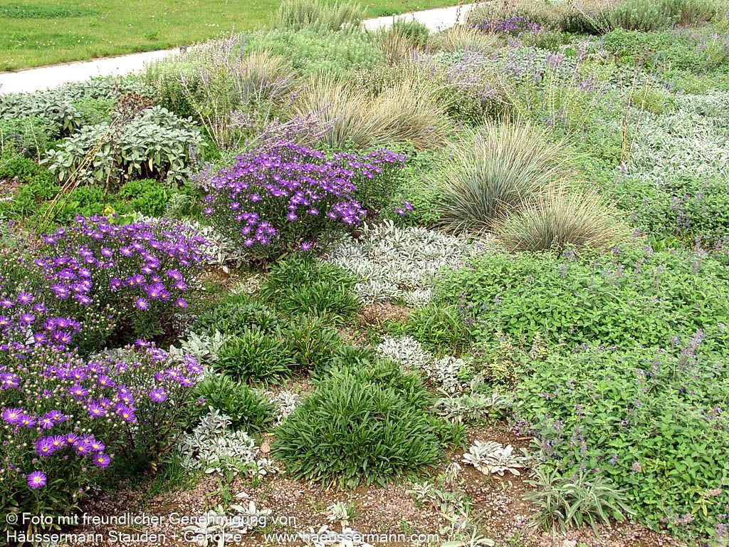 Sommer-Aster 'Veilchenkönigin' (Aster amellus)