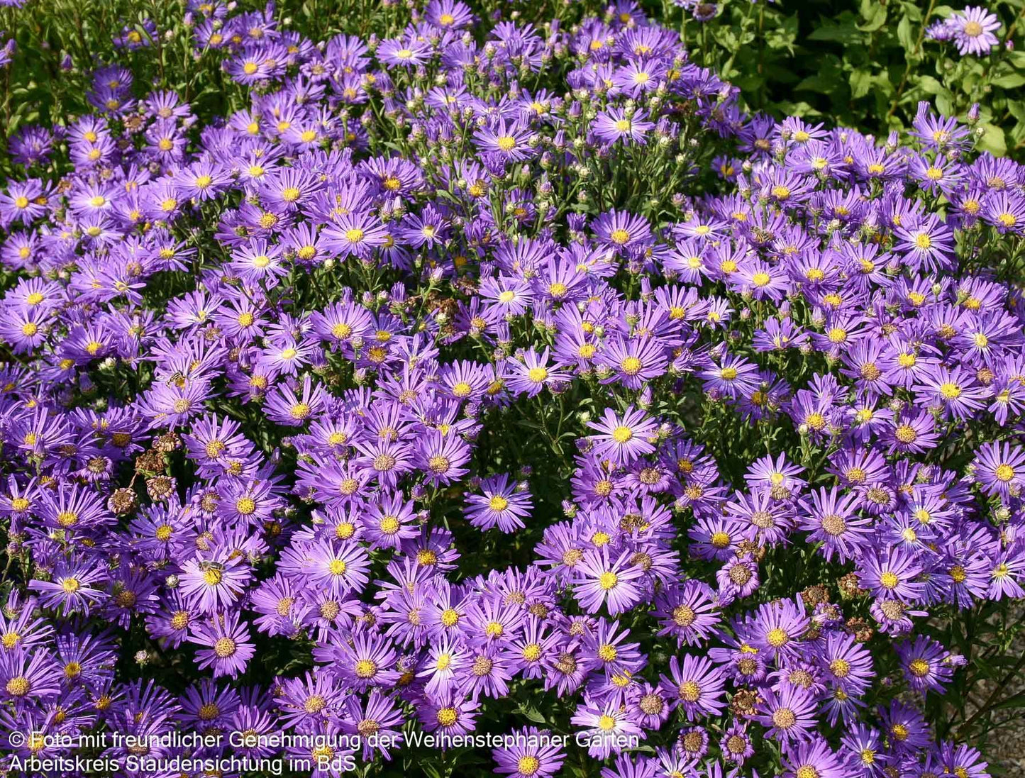 Sommer-Aster 'Veilchenkönigin' (Aster amellus)