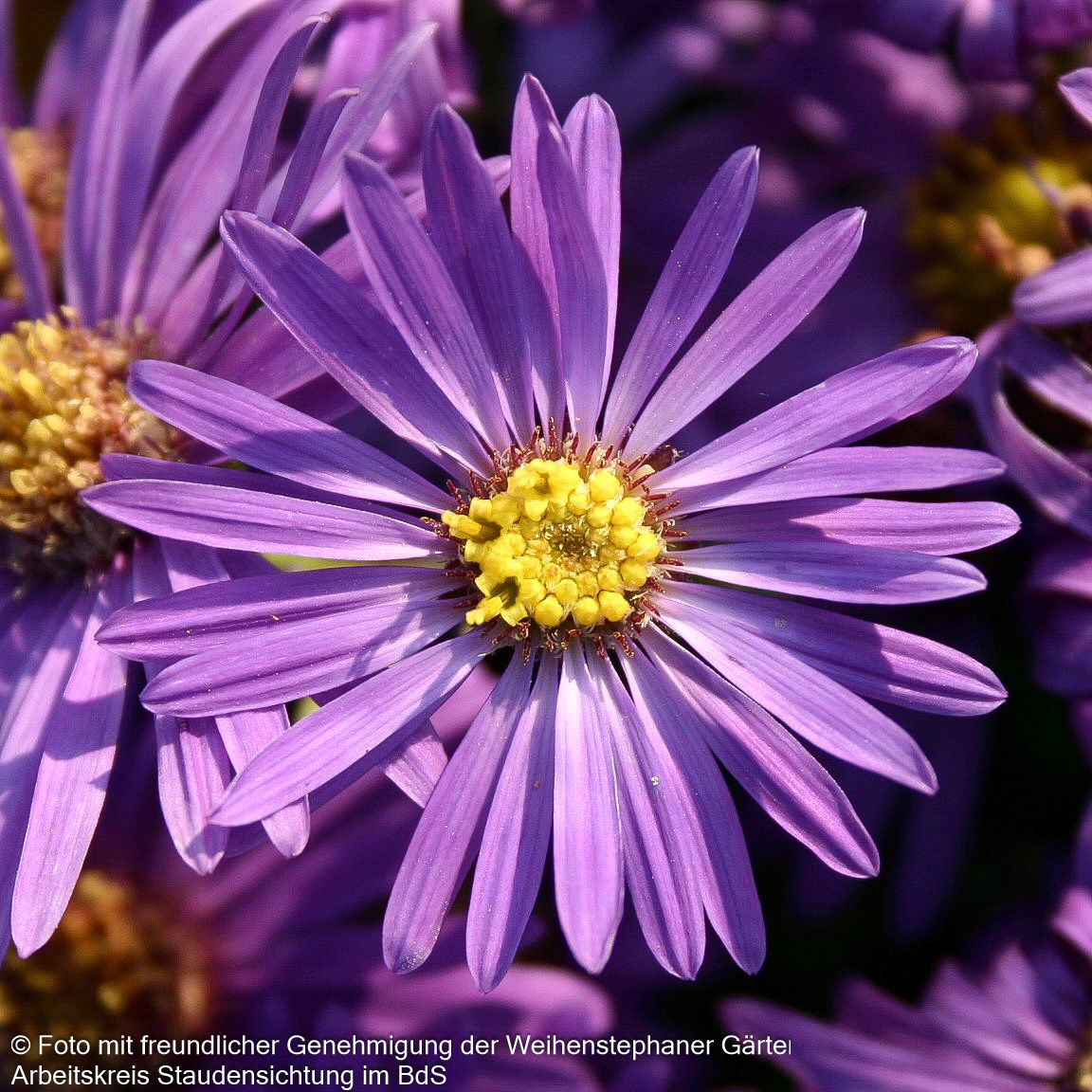 Sommer-Aster 'Veilchenkönigin' (Aster amellus)
